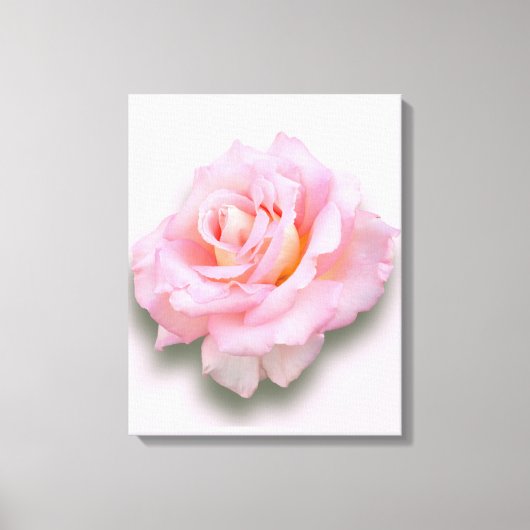 Rosa 'Szentrierung' Leinwanddruck (Vorderseite)