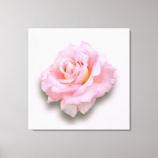 Rosa 'Szentrierung' Leinwanddruck