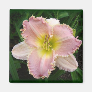 Rosa Tageslilie hat es quadratischen Magneten 2x2 Magnet