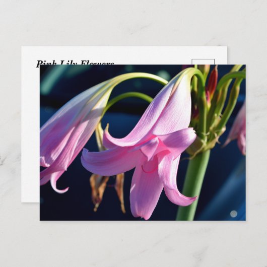 Rosa Taglilie Blume Postkarte (Vorne/Hinten)