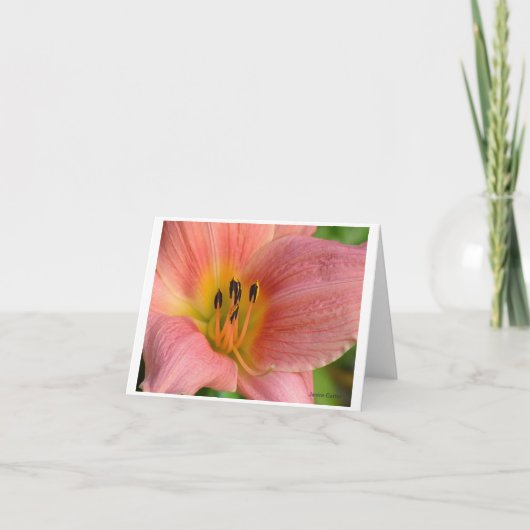 Rosa Taglilie Karte (Vorderseite)