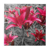 Rosa Taglilien Blume Fliese (Vorderseite)