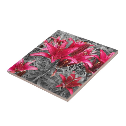 Rosa Taglilien Blume Fliese (Seite)