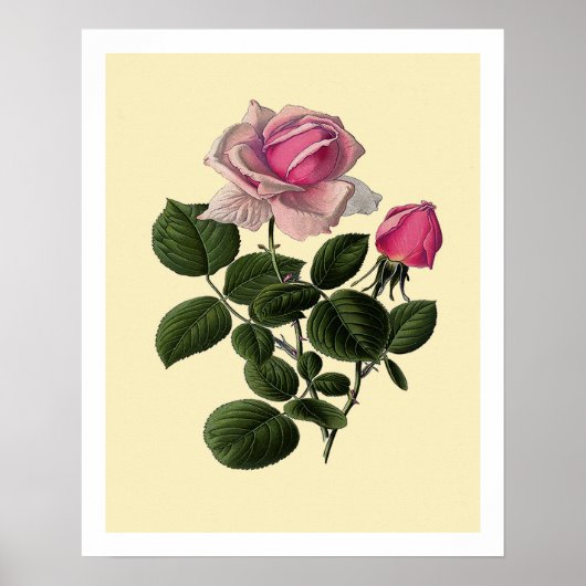 Rosa Teerosen Poster (Vorne)