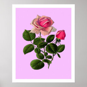 Rosa Teerosen Poster