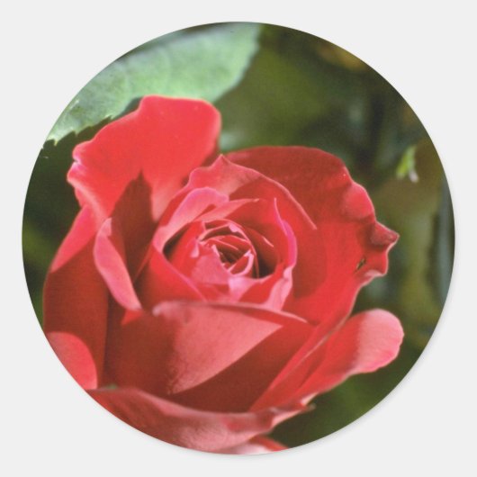 Rosa, teilweise offene Blumen Runder Aufkleber (Vorderseite)