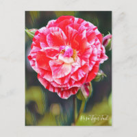 Rosa Tiger Schwanz [Postcard]