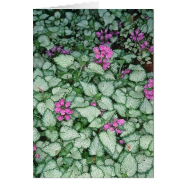 Rosa tote Nessel, (Lamium Maculatum) Blumen (Vorne)