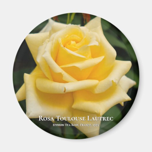 Rosa Toulouse Lautrec Magnet (Vorne)
