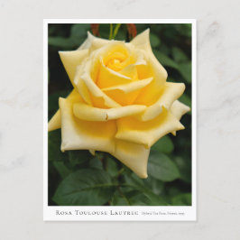 Rosa Toulouse Lautrec Postkarte