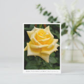 Rosa Toulouse Lautrec Postkarte (Stehend Vorderseite)