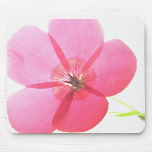 Rosa Transparente Blüte Mousepad (Vorne)