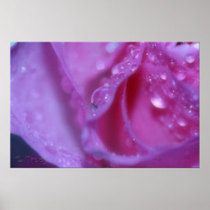 Rosa Traum Poster