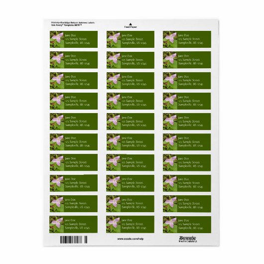 Rosa Trillium Blume (Vorne)