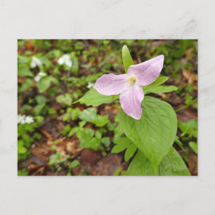 Rosa Trillium Blume Postkarte