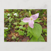 Rosa Trillium Blume Postkarte (Vorderseite)