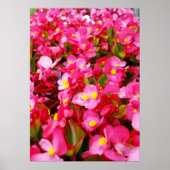 Rosa Tropfen vom Frühling, Begonien, Poster (Vorne)