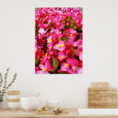 Rosa Tropfen vom Frühling, Begonien, Poster (Küche)