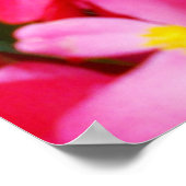Rosa Tropfen vom Frühling, Begonien, Poster (Ecke)