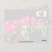 Rosa tropische Blume, Ocho Rios Blume Postkarte (Rückseite)