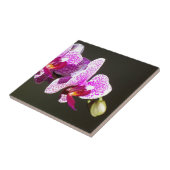 Rosa tropische Blume Orchideen Fliese (Seite)