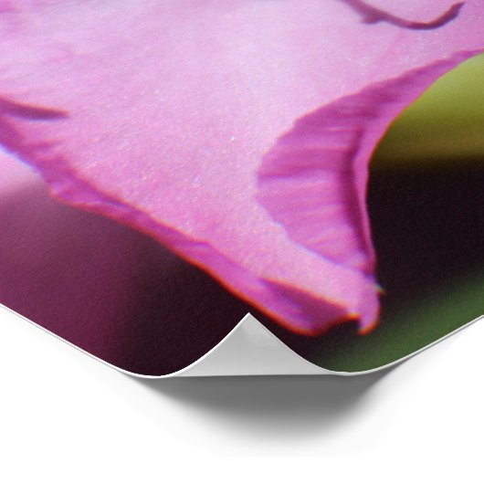 Rosa tropische Blume Poster (Ecke)