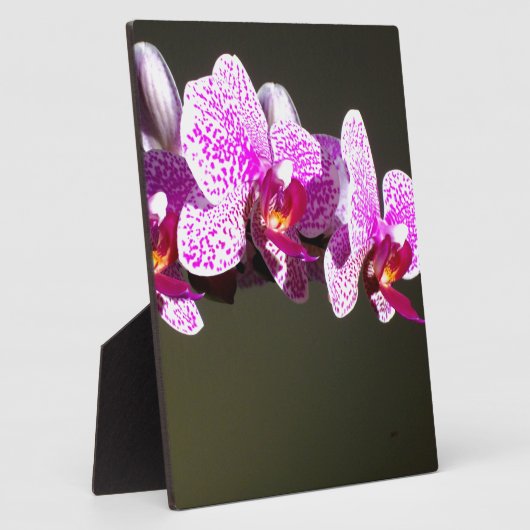 Rosa, tropische Orchideen in Rosa Fotoplatte (Seite)