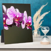 Rosa, tropische Orchideen in Rosa Fotoplatte (Seite)