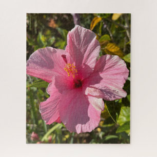 Rosa tropischer Hibiskus, Oakland Puzzle