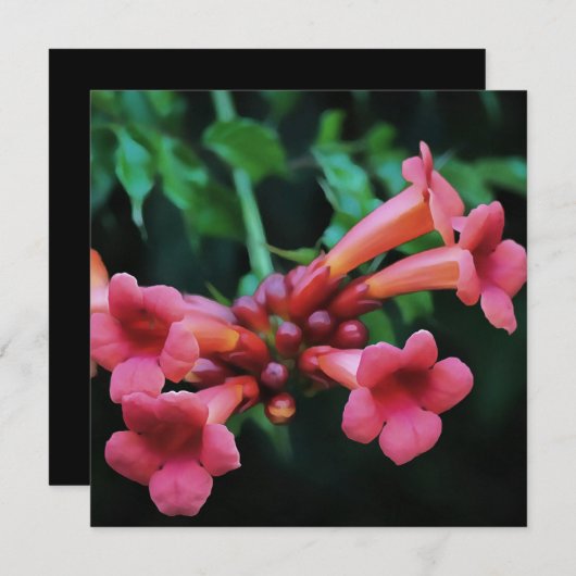 Rosa Trumpet Honeysuckle Botanische Kunst Einladung (Vorne/Hinten)