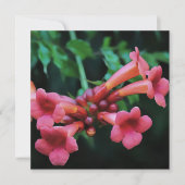 Rosa Trumpet Honeysuckle Botanische Kunst Einladung (Vorderseite)