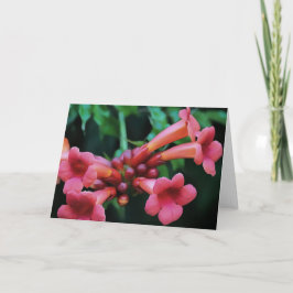 Rosa Trumpet Honeysuckle Botanische Kunst Karte
