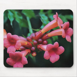 Rosa Trumpet Honeysuckle Botanische Kunst Mousepad