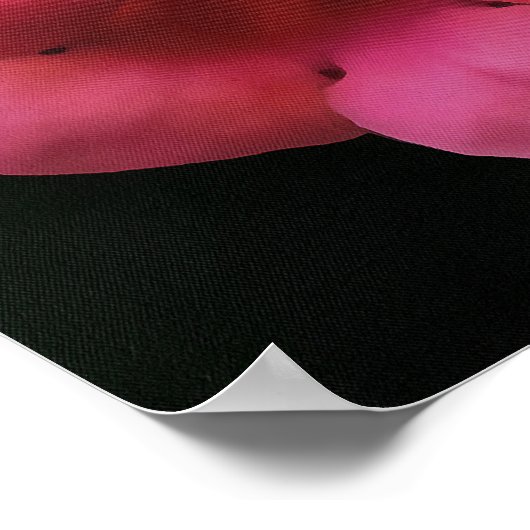 Rosa Trumpet Honeysuckle Botanische Kunst Poster (Ecke)