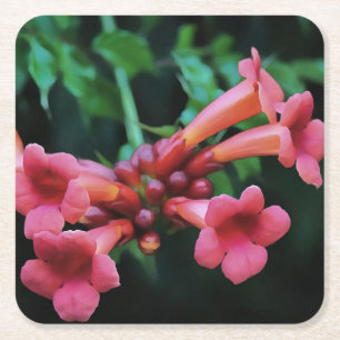 Rosa Trumpet Honeysuckle Botanische Kunst Rechteckiger Pappuntersetzer