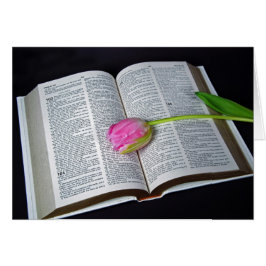 Rosa Tulip auf dem Bibel-Beileid