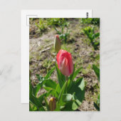 Rosa Tulip im Park Postcard Postkarte (Vorne/Hinten)