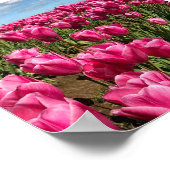 Rosa Tulips in a Field, Oregon Poster (Ecke)
