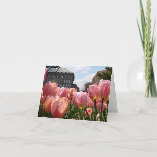 Rosa Tulips in Boston (Vorderseite)