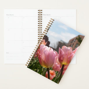 Rosa Tulips in Boston Planer