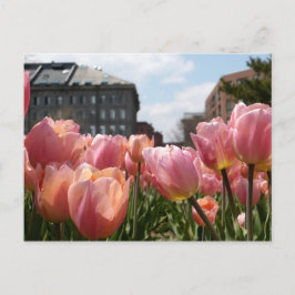 Rosa Tulips in Boston Postkarte