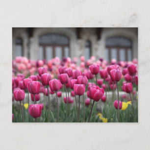 Rosa Tulips in Montreal, Kanada - Postkarte