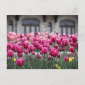 Rosa Tulips in Montreal, Kanada - Postkarte (Vorderseite)