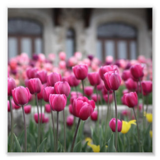 Rosa Tulips - Montreal (Printwerbung) Fotodruck