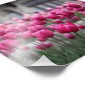 Rosa Tulips - Montreal (Printwerbung) Fotodruck (Ecke)
