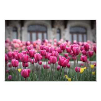 Rosa Tulips - Montreal (Printwerbung) Fotodruck