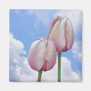 Rosa Tulpe-blauer Himmel-Blumenmagnet Magnet