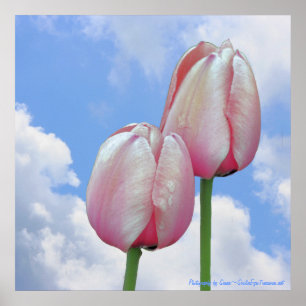 Rosa Tulpe-blauer Himmel-Natur-Blumendruck Poster
