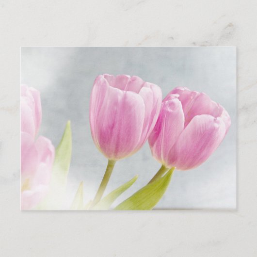 Rosa Tulpe-Blumen-Blumenblätter Postkarte (Vorderseite)