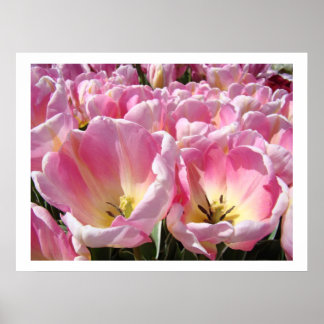 ROSA Tulpe-Blumen-Gartenkunst druckt Plakate